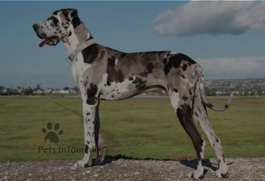 Merle Great Dane