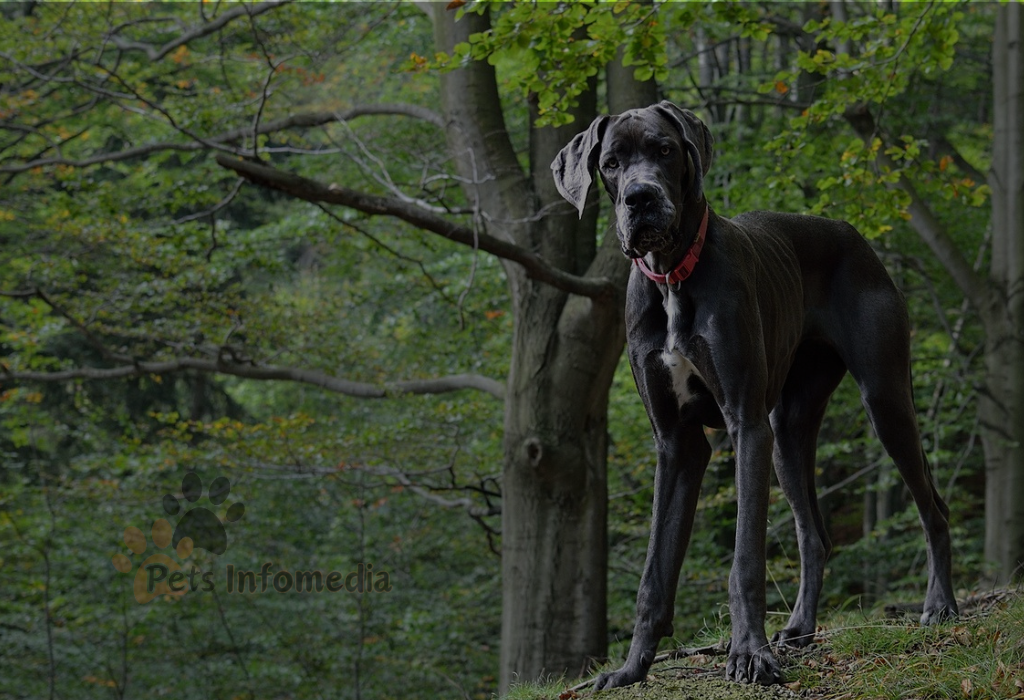merle great dane