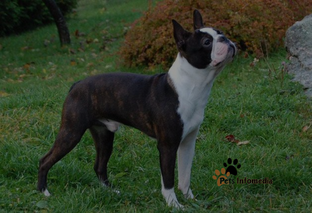 Blue Boston Terrier