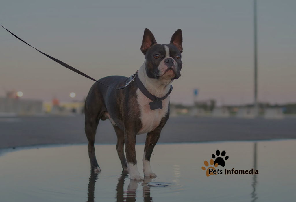 Blue Boston Terrier