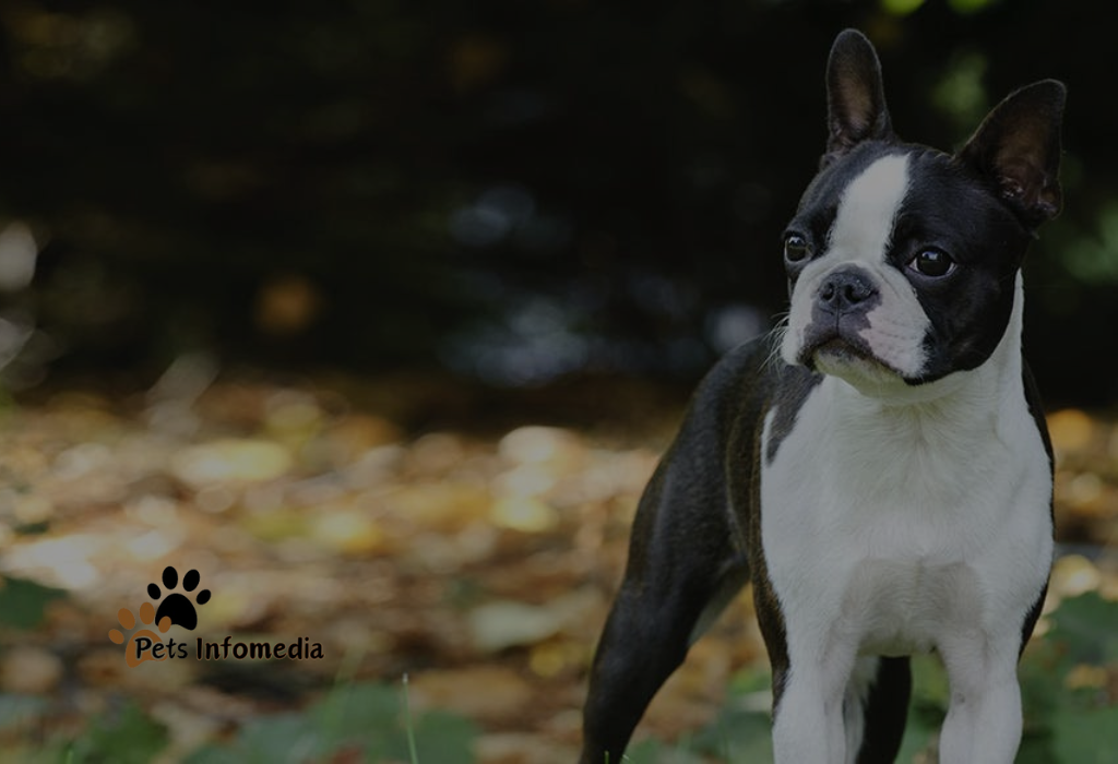 Blue Boston Terrier