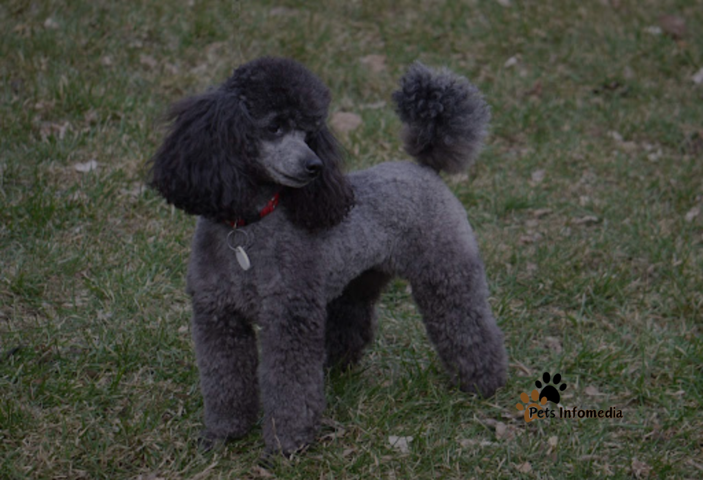 Silver Poodle