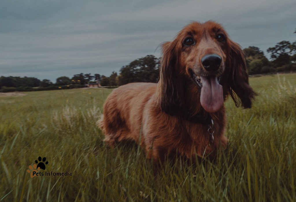 Golden Irish