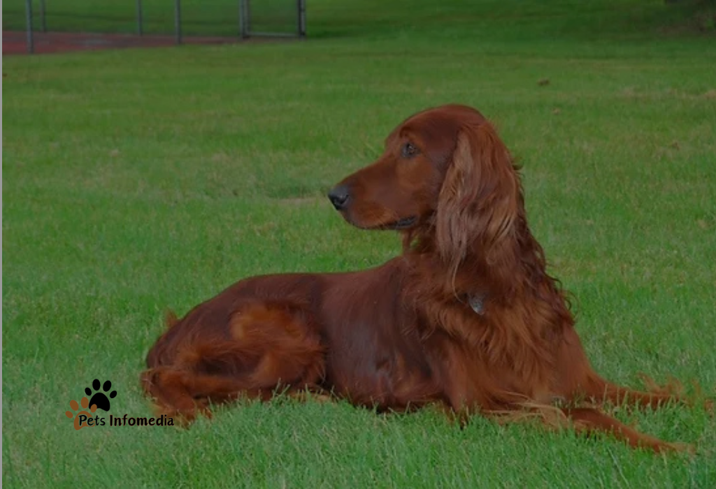 Golden Irish