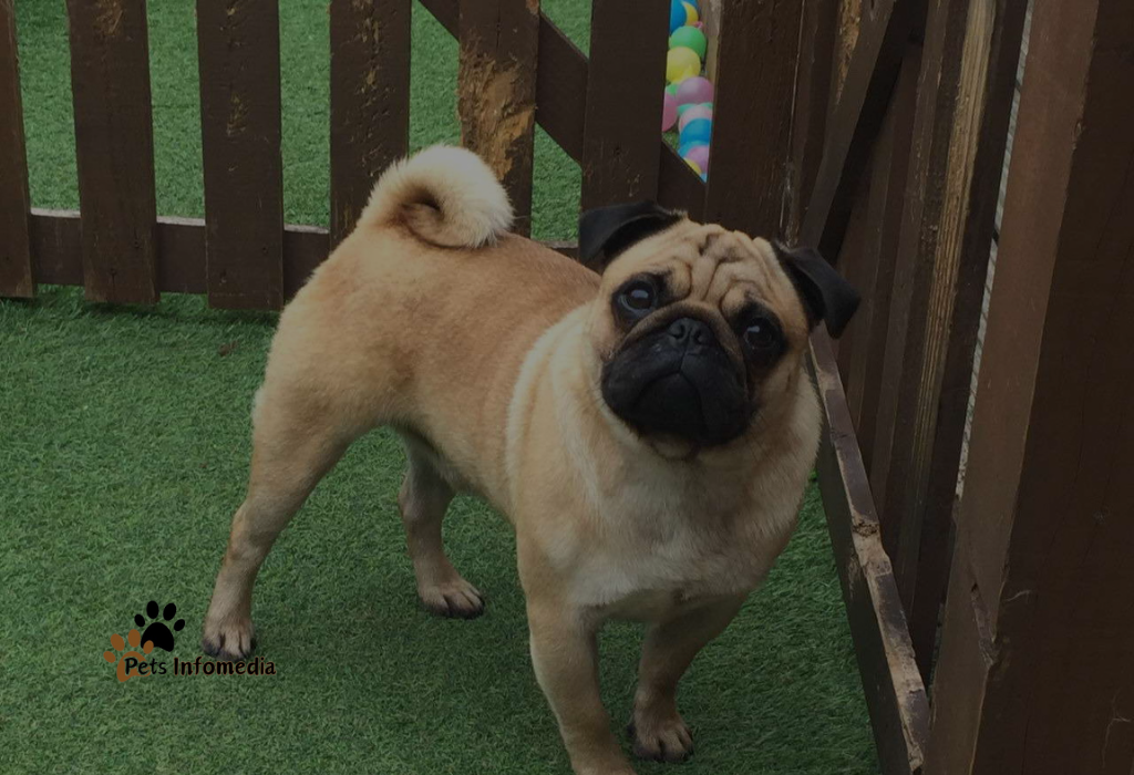 Panda Pugs
