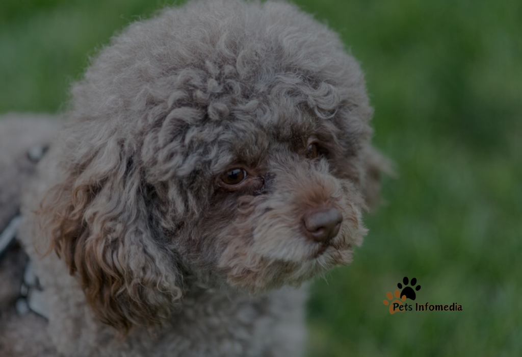 Silver Poodle