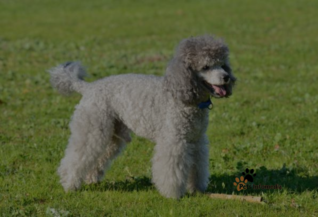Silver Poodle