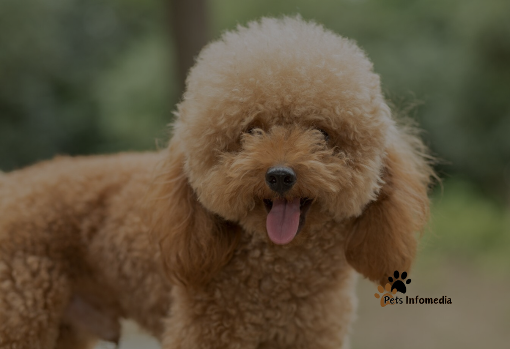 Brown Maltipoo