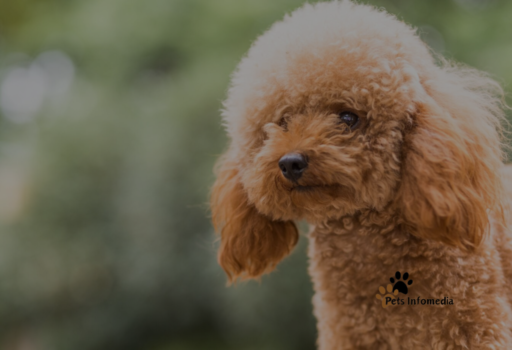 Brown Maltipoo