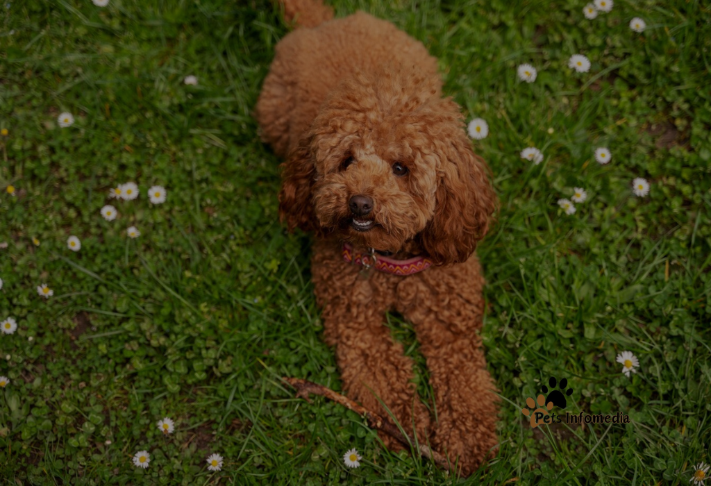 Brown Maltipoo